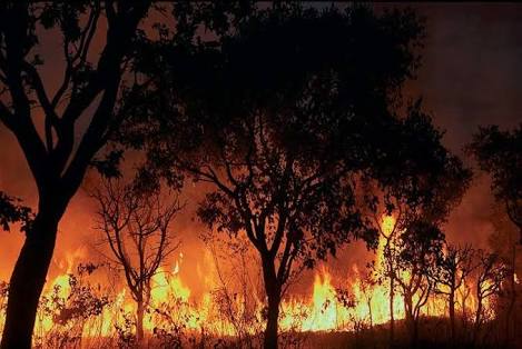 Temperatura elevada afeta população e causa riscos de incêndios  na  Região do Cariri