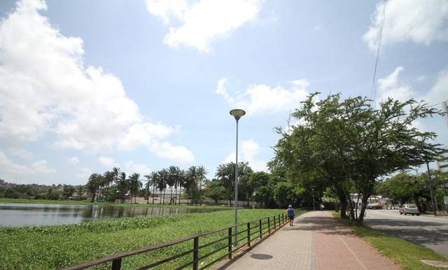 Dia da Árvore: no Recife, plantas influenciam sensação térmica e trazem conforto a pedestres
