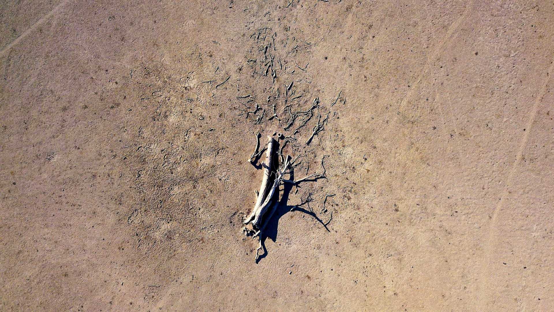Seca leva Pernambuco a decretar estado de emergência em 54 cidades