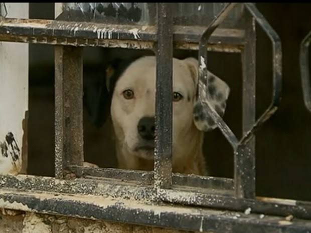 Prefeitura de Juazeiro do Norte-CE publica nota sobre apuração de cães encontrados mortos no bairro Campo Alegre