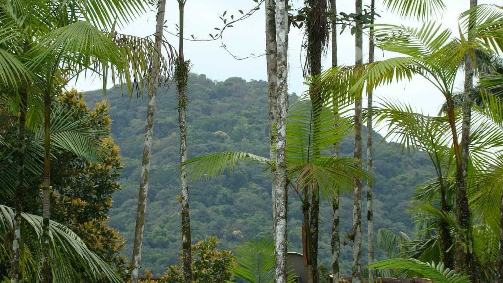 Método agroflorestal preserva com exploração do açaí da Mata Atlântica