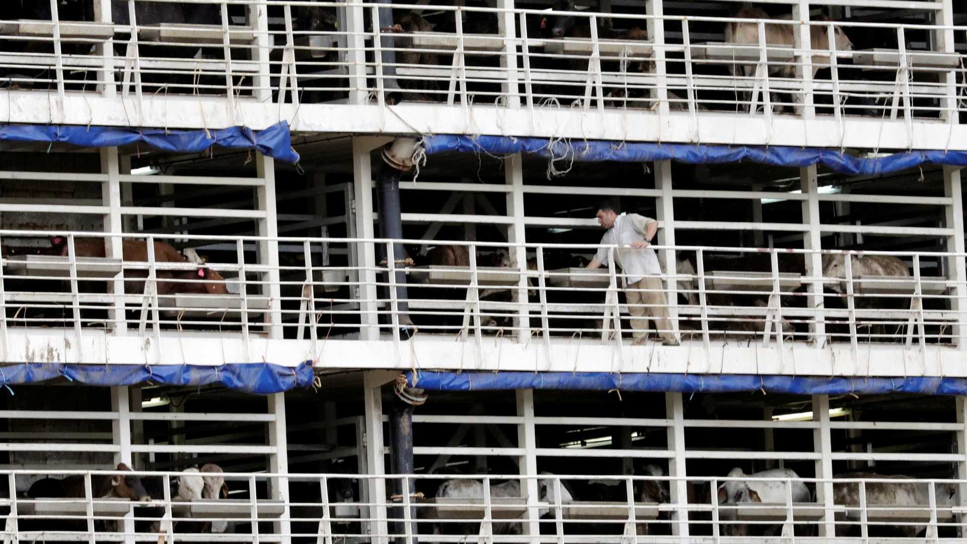 Por unanimidade, STF libera transporte de animais vivos em Santos