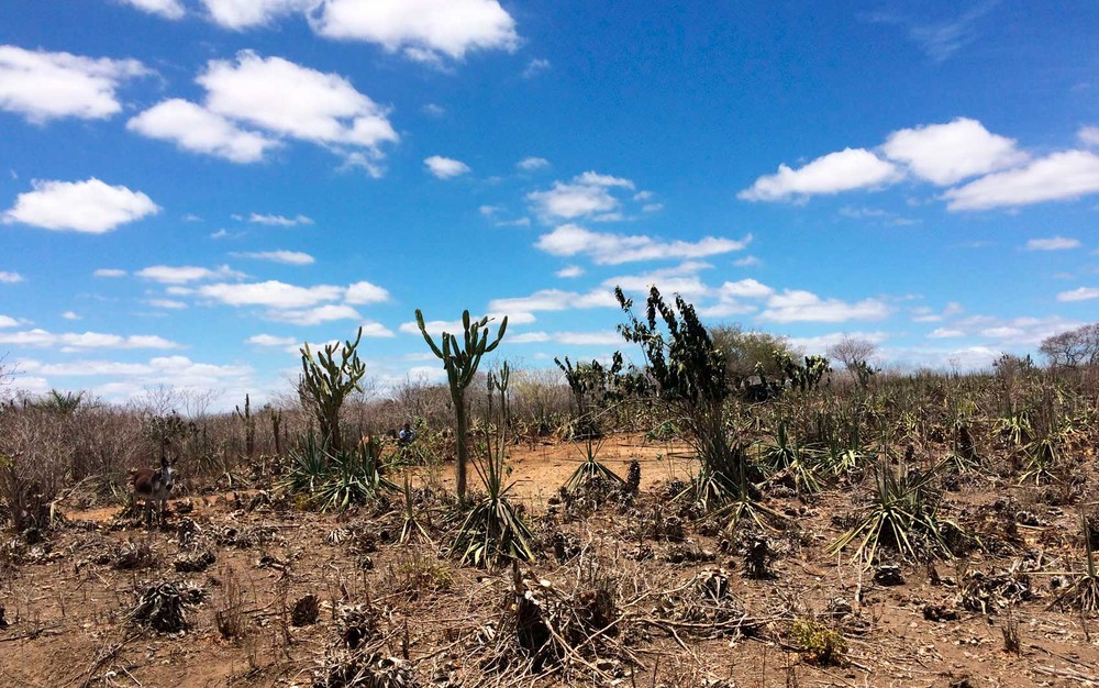 Pernambuco decreta situação de emergência em 117 cidades devido à seca