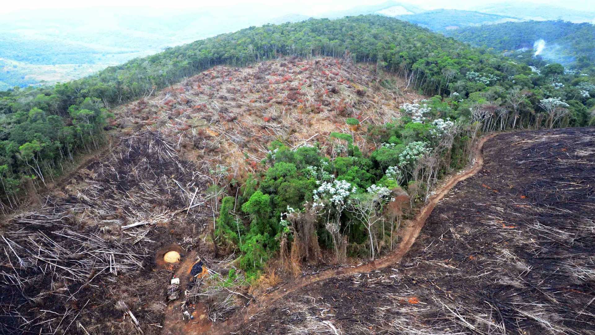 Procuradoria cria grupo de repressão a grandes desmatamentos