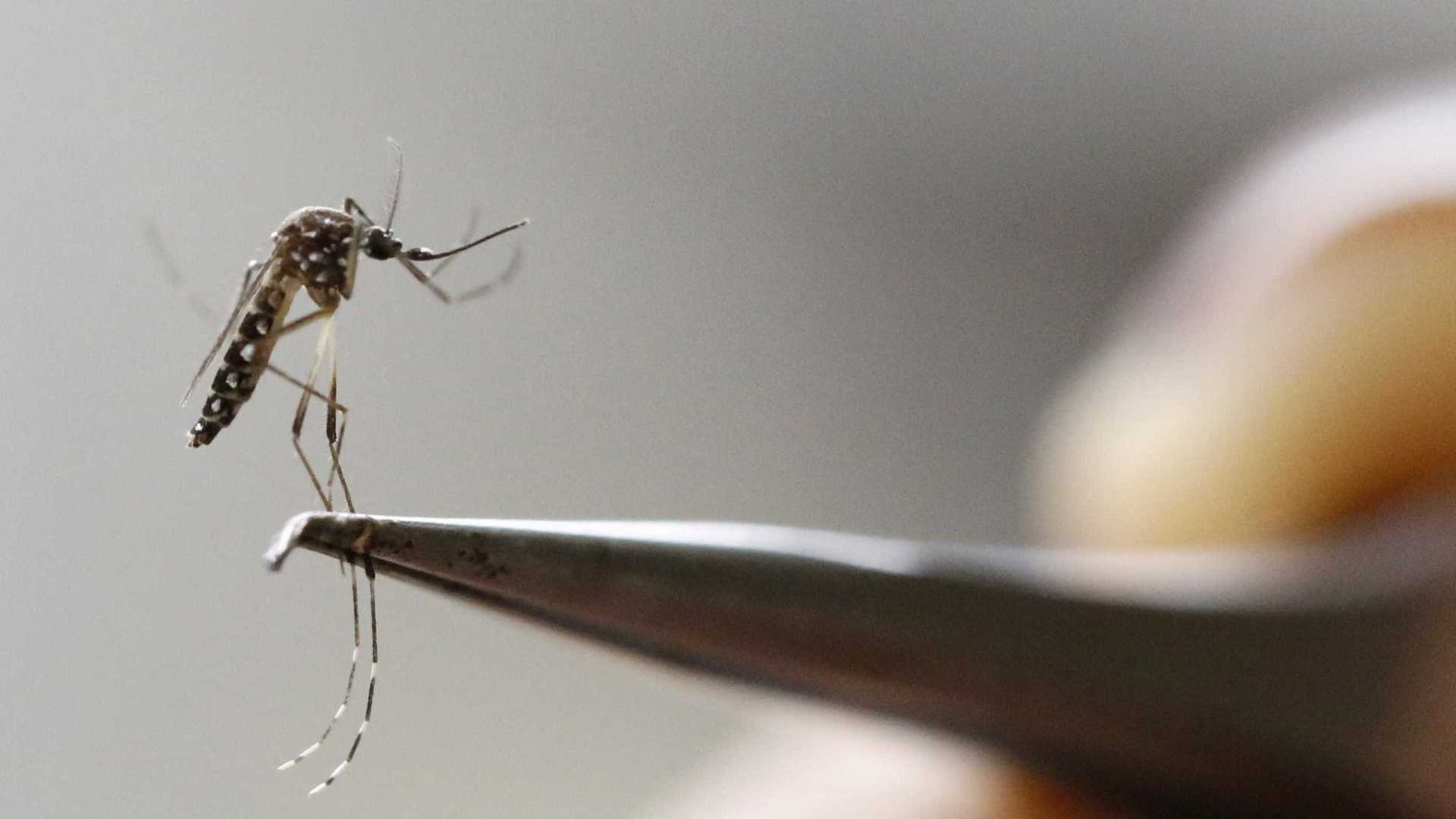 Casos de dengue dobram este ano e novo tipo de vírus preocupa em SP