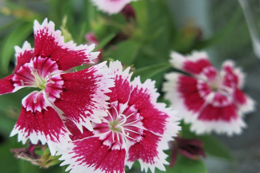 10° Festival das Flores de Holambra no Cariri será aberto na próxima quarta-feira, 28, em Juazeiro do Norte