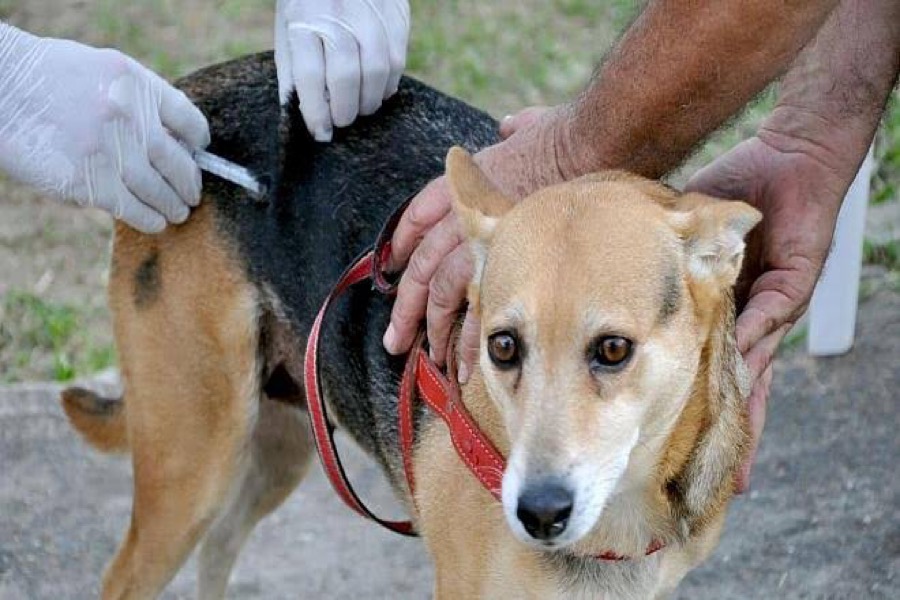 Várzea Alegre tem a meta de vacinar mais 8 mil animais contra raiva