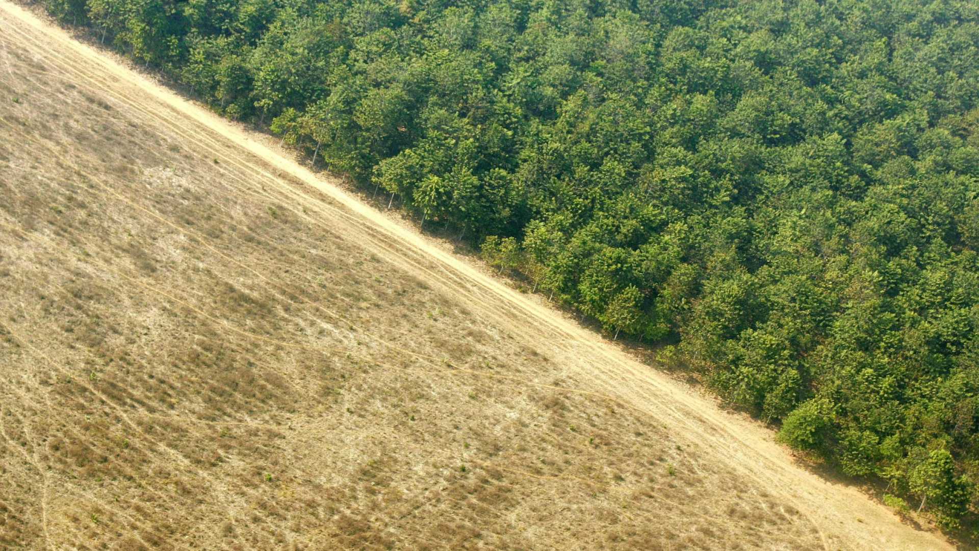 Desmatamento na Amazônia salta durante período eleitoral
