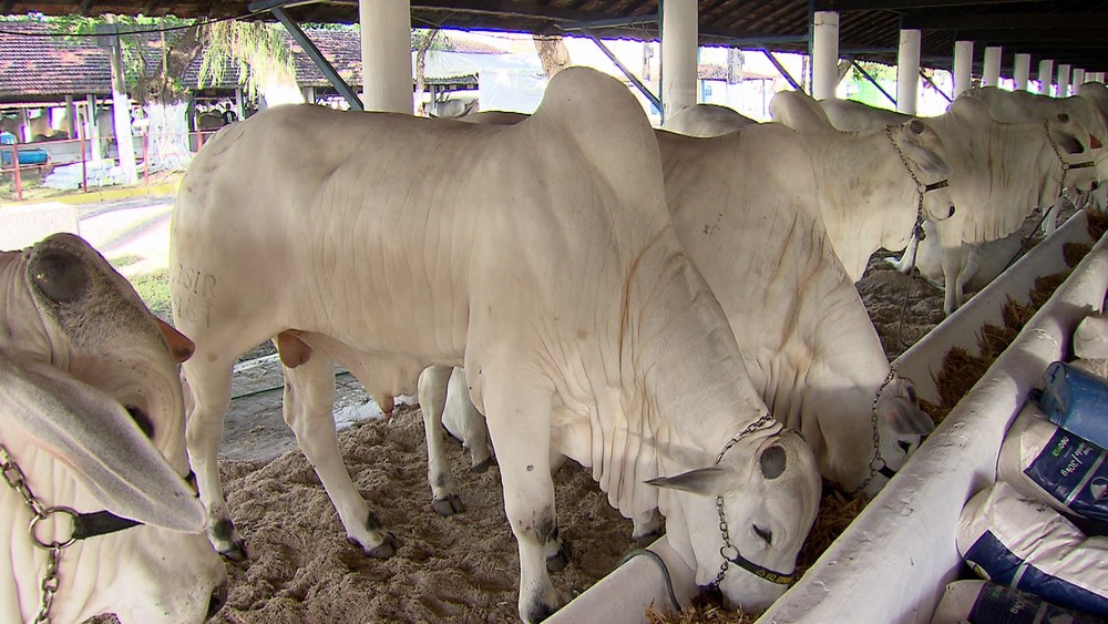 Exposição Nordestina de Animais oferece leilões, mostras e venda de produtos agrícolas no Recife