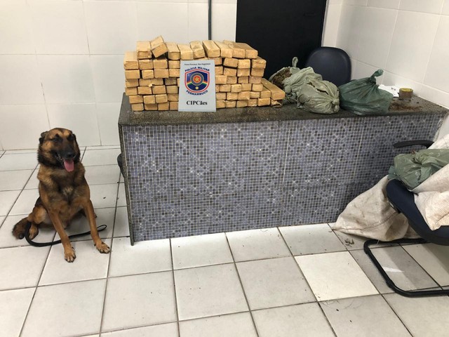 Cão ajuda a localizar 80 quilos de maconha enterrados em comunidade em Olinda