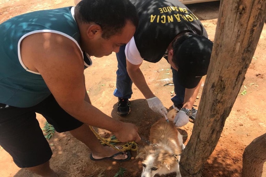 Crato realiza segunda etapa da Campanha de Vacinação Antirrábica de cães e gatos 2018