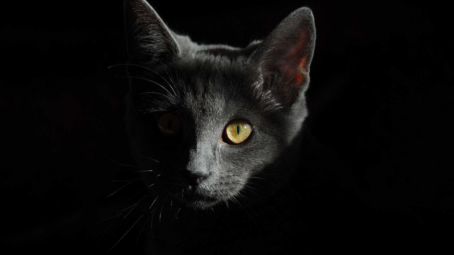 Justiça determina que Carrefour não pratique ‘extermínio de gatos’
