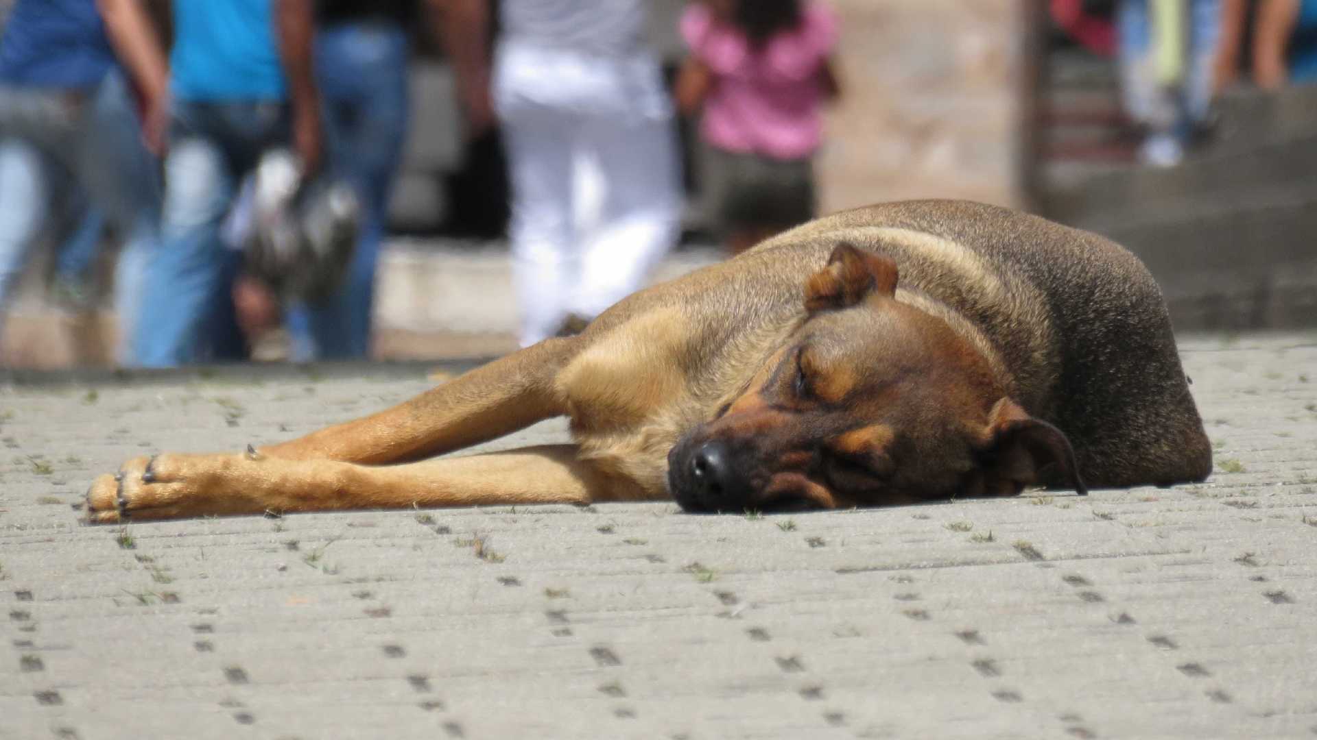 SP recebe 17 mil denúncias de maus-tratos a animais em 2 anos
