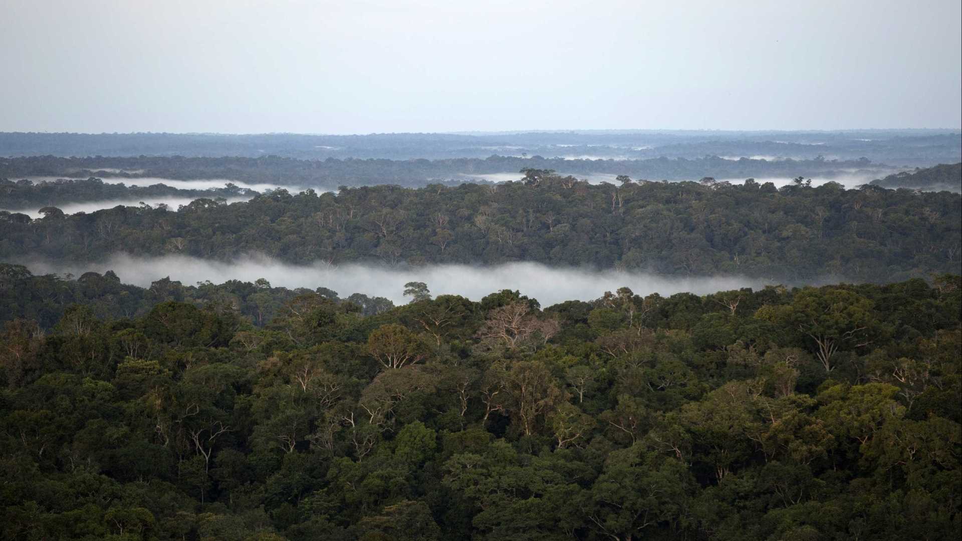 Brasil atinge meta de redução de emissões de carbono na área florestal