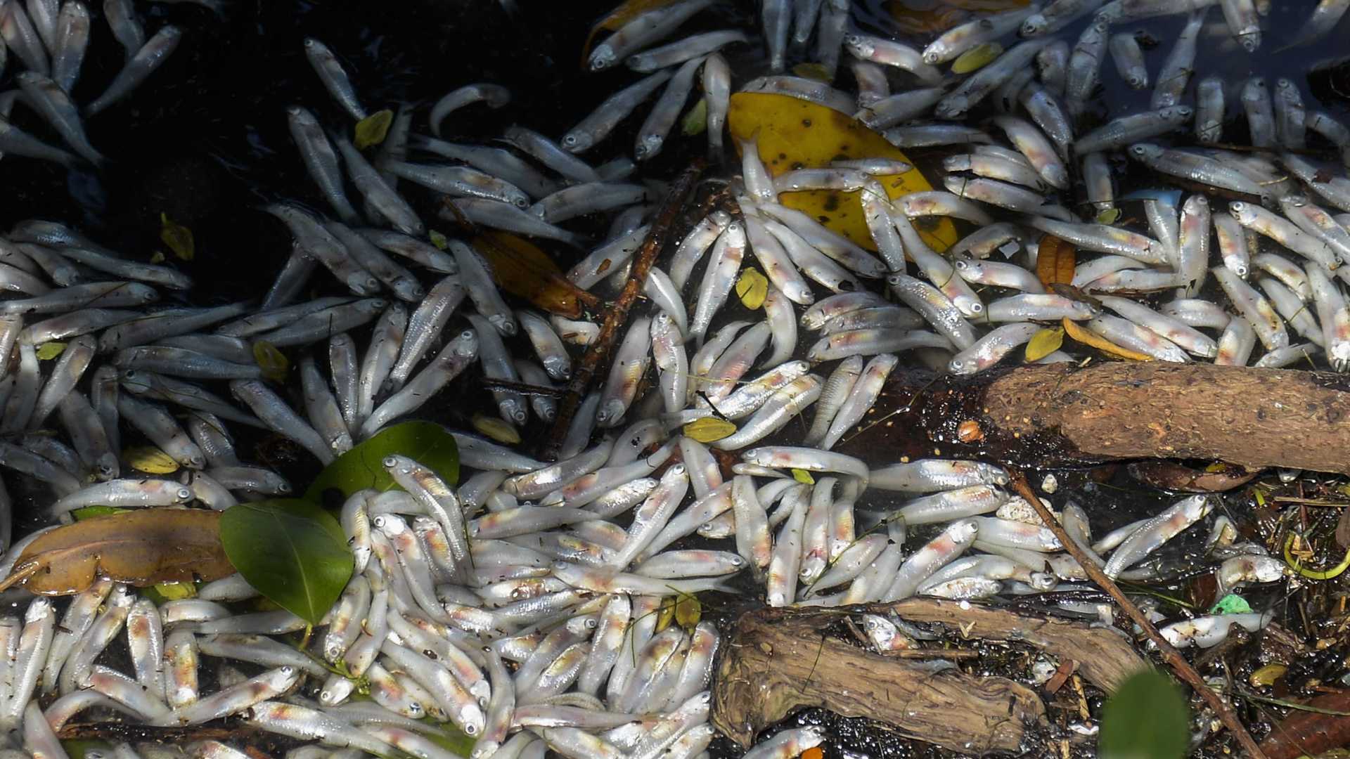 Rio conclui retirada de peixes mortos da Lagoa Rodrigo de Freitas