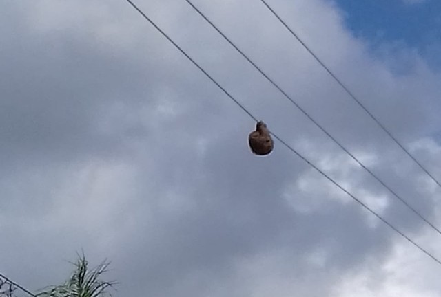 Bicho-preguiça se pendura em rede de fios de alta tensão e é resgatado por bombeiros no Grande Recife