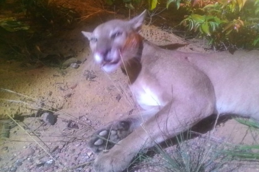 “Onça atropelada e resgatada por policiais morre por falta de atendimento veterinário”