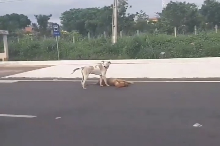 Cachorro tenta proteger amigo atropelado na Avenida Leão Sampaio entre Juazeiro e Barbalha-CE; veja o video