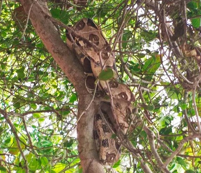 Jiboia é achada no quintal de casa em condomínio no Litoral Norte da Bahia