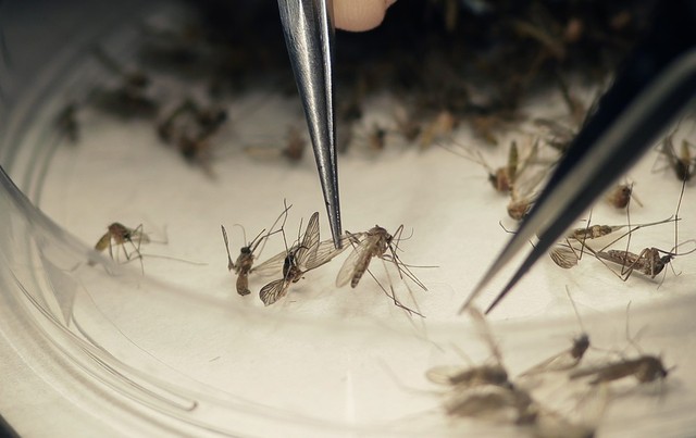 Pernambuco confirma 56 casos de zika em 2018 e registra aumento de 73,5% nas notificações