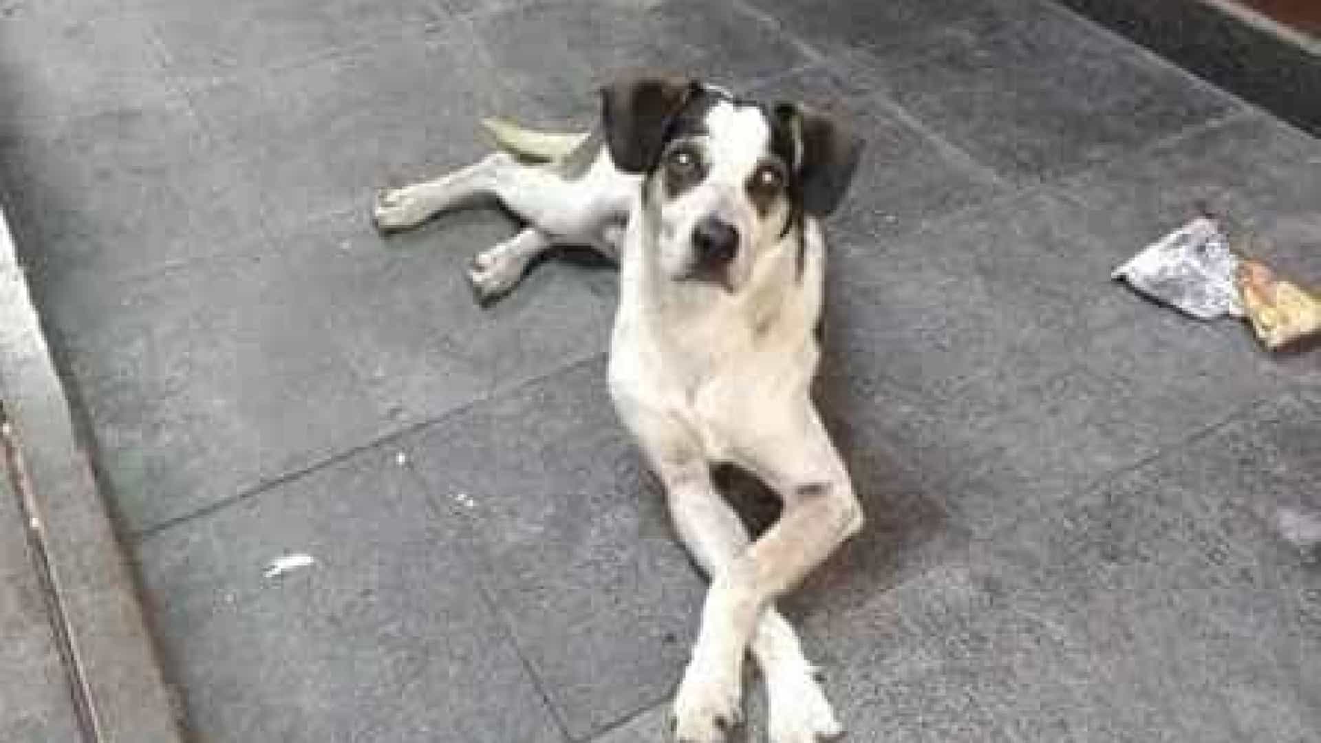 Hospital veterinário em Osasco terá nome de cadela morta no Carrefour