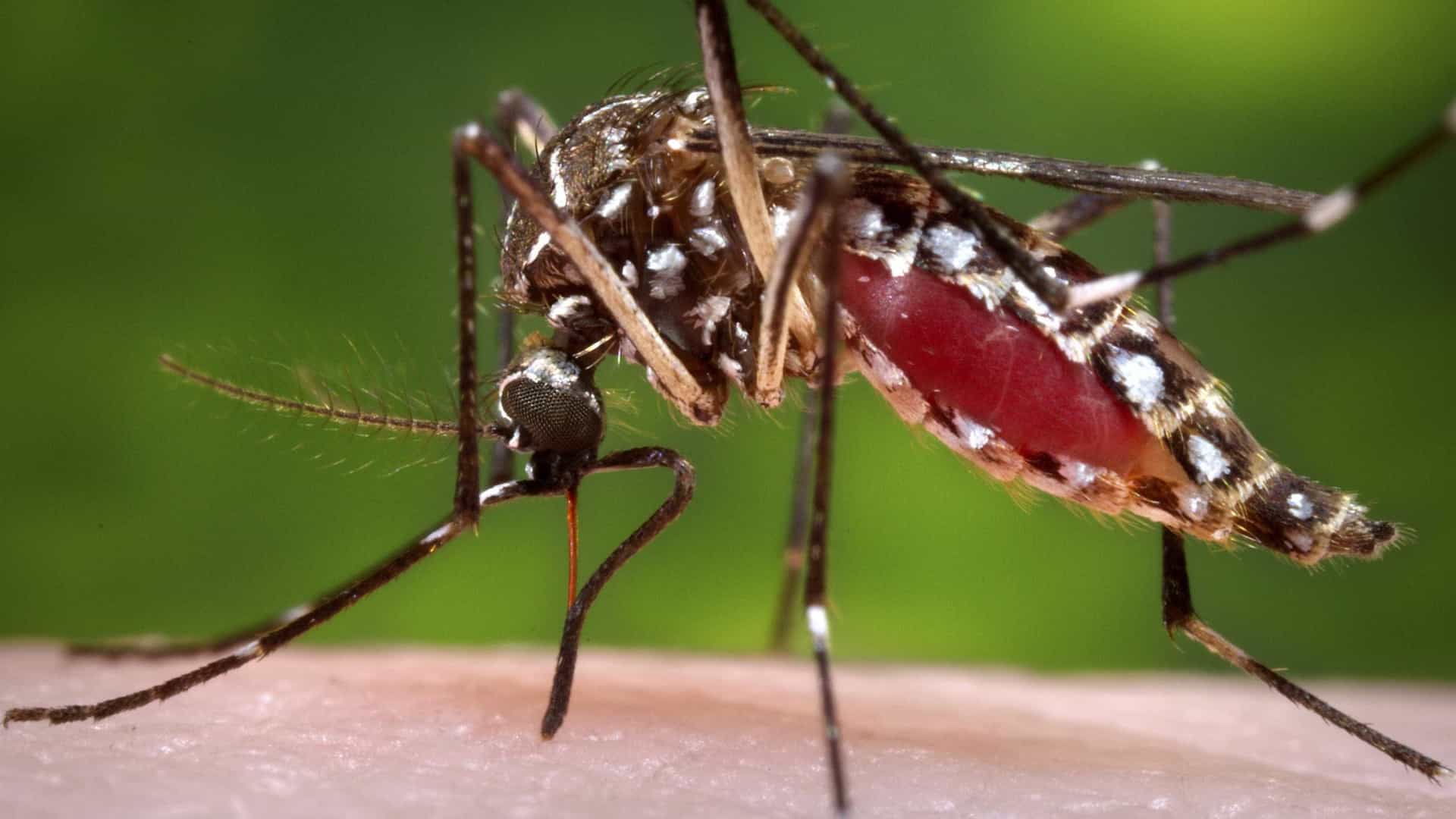Após dois anos em queda, casos de dengue crescem 149% no Brasil