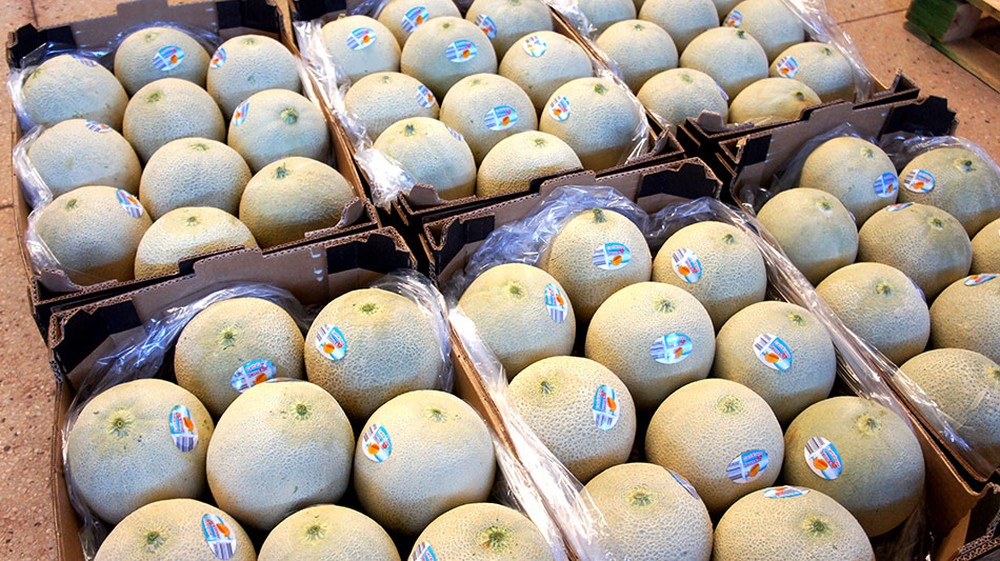 Livres da mosca-das-frutas, 13 municípios do RN recebem ‘sinal verde’ para exportar frutas para o Chile