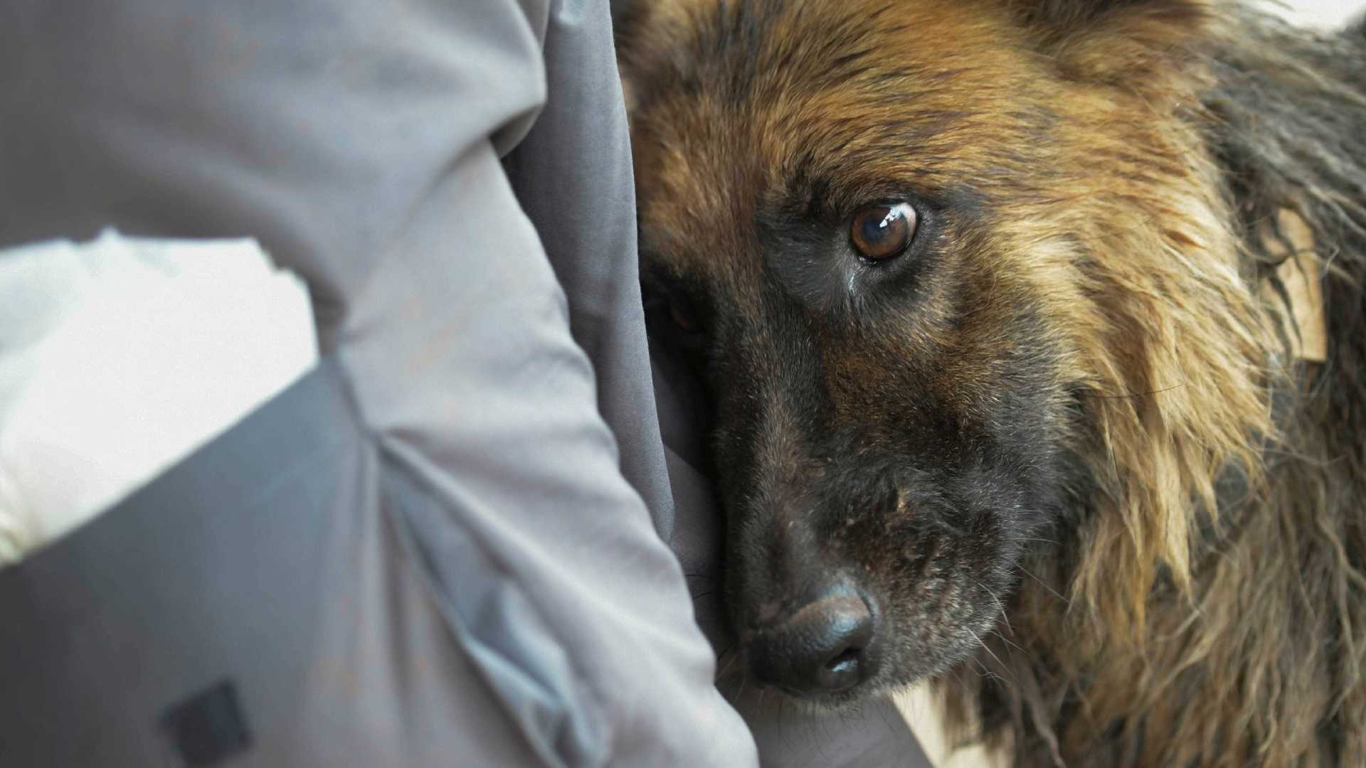 Mais de 70 animais são resgatados após tragédia em Brumadinho
