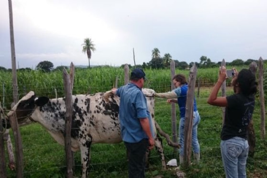 Seagri continua trabalho de Melhoramento Genético em Juazeiro do Norte
