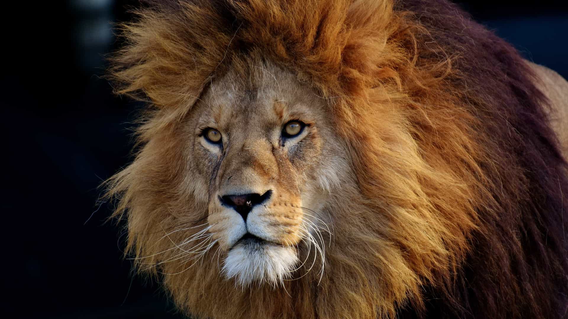 Entrega do Imposto de Renda 2019 começa amanhã