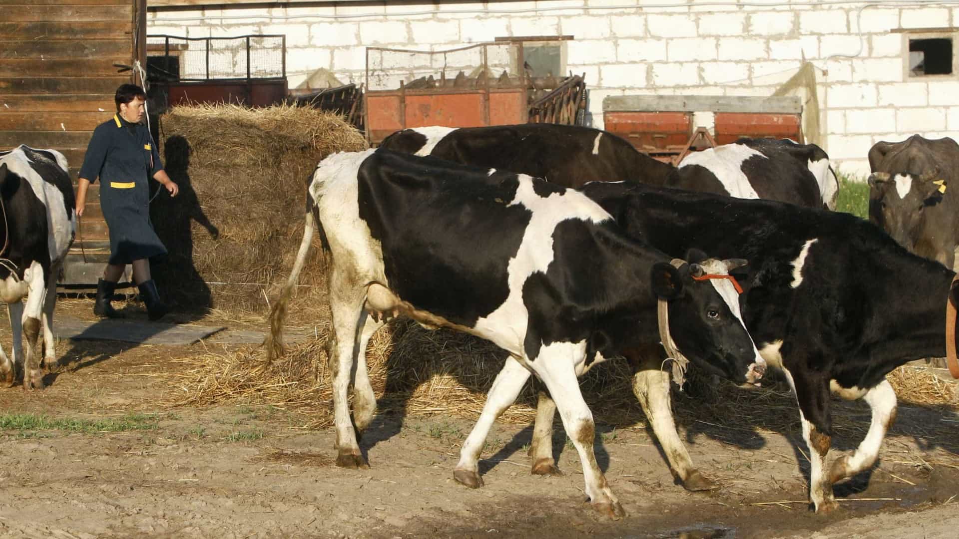 Agropecuária fica estagnada em 2018