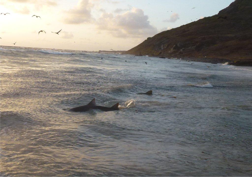 Tubarão é flagrado próximo à faixa de areia em praia de Noronha