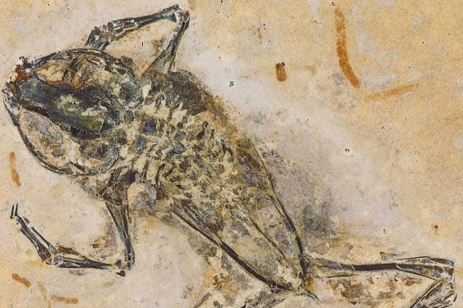 Fóssil de perereca pré-histórica é descoberto em Nova Olinda por pesquisadores do Rio de Janeiro