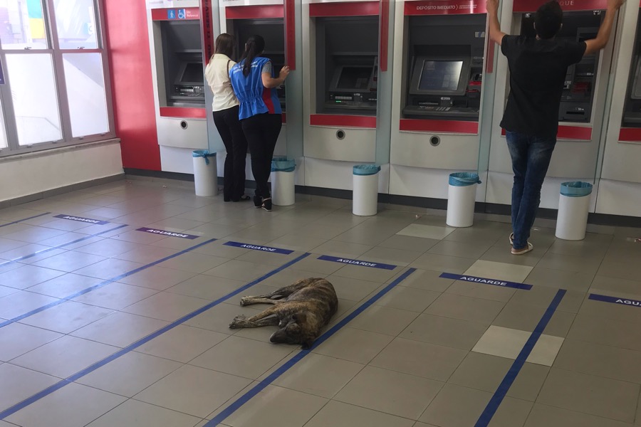 Para fugir do calor em Juazeiro do Norte, cachorro entra em agência bancária