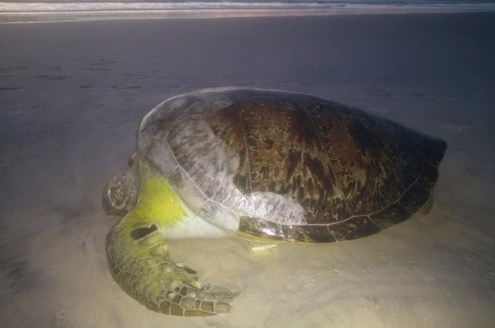 Tartaruga de espécie considerada ameaçada é achada morta em praia do sul da Bahia