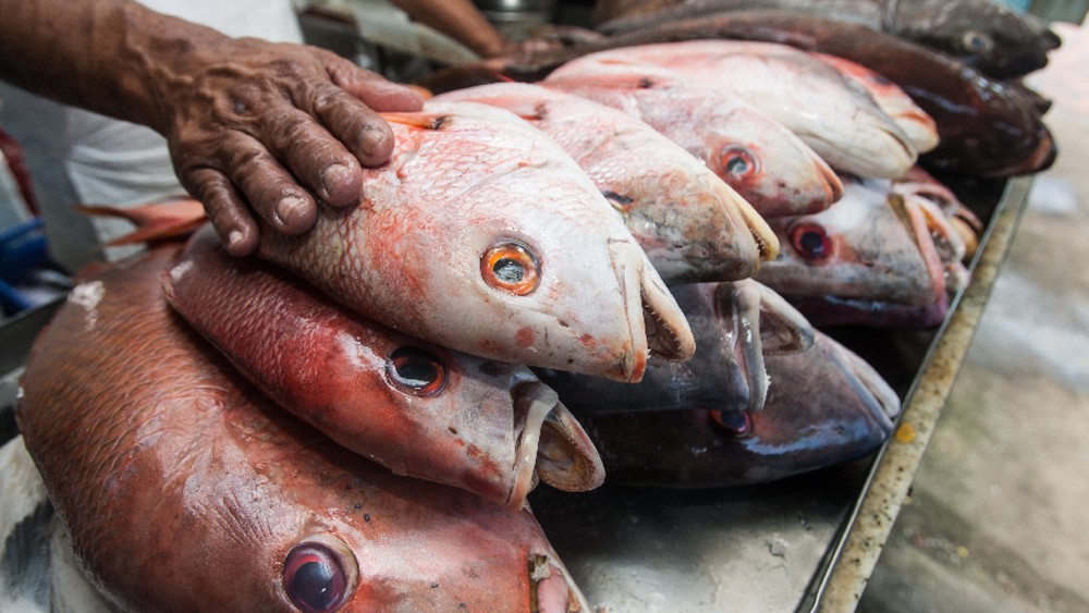 Pescados têm variação de preço superior a 405% no comércio de Fortaleza, diz Decon