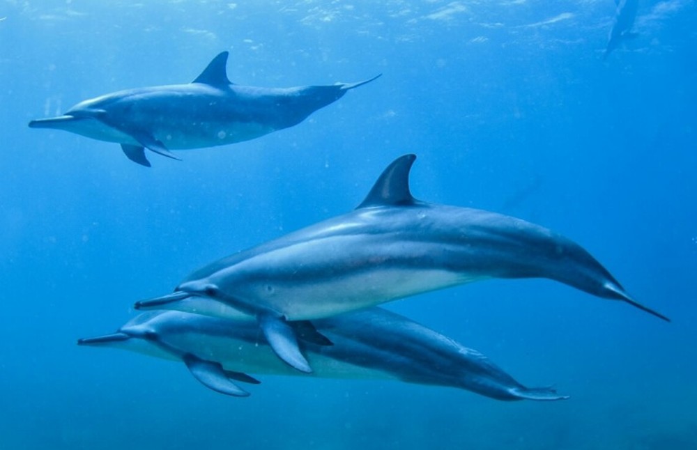 ONG intensifica ações para finalizar catálogo sobre golfinhos de Noronha