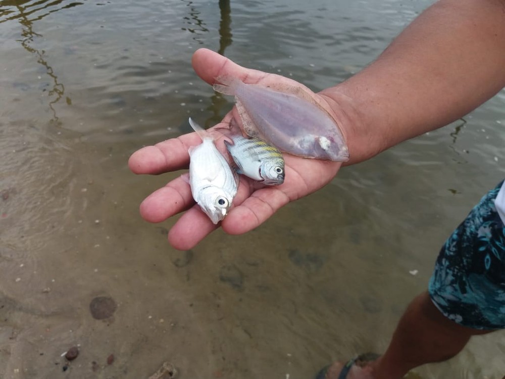 Peixes e crustáceos aparecem mortos na Lagoa Manguaba, em Marechal Deodoro