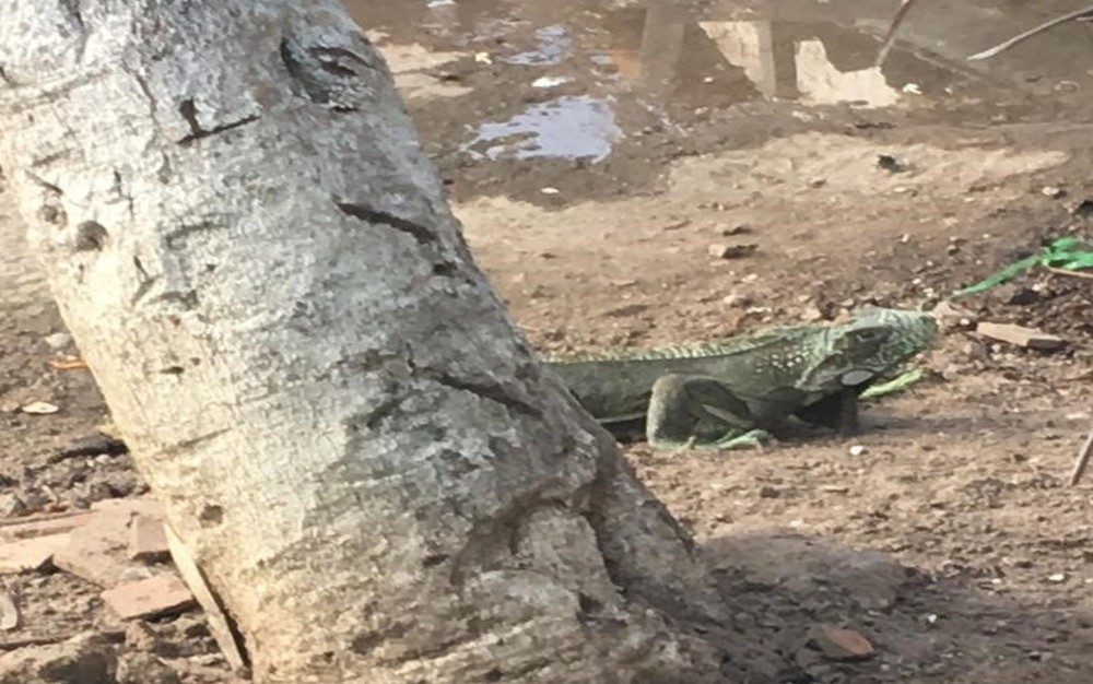 Iguana verde é encontrada em residência do Bairro Cidade Nova