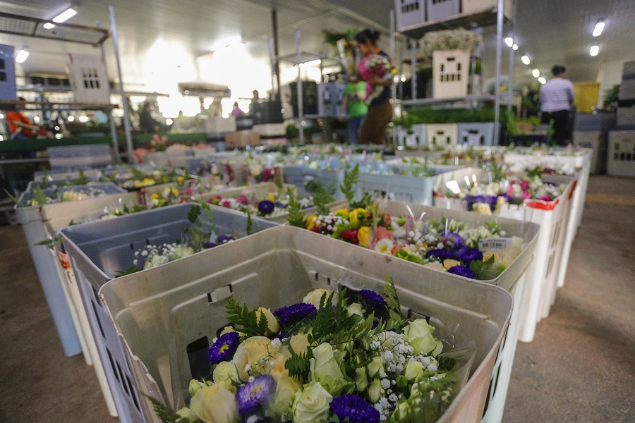 Ceará se destaca como polo produtor de flores no Brasil