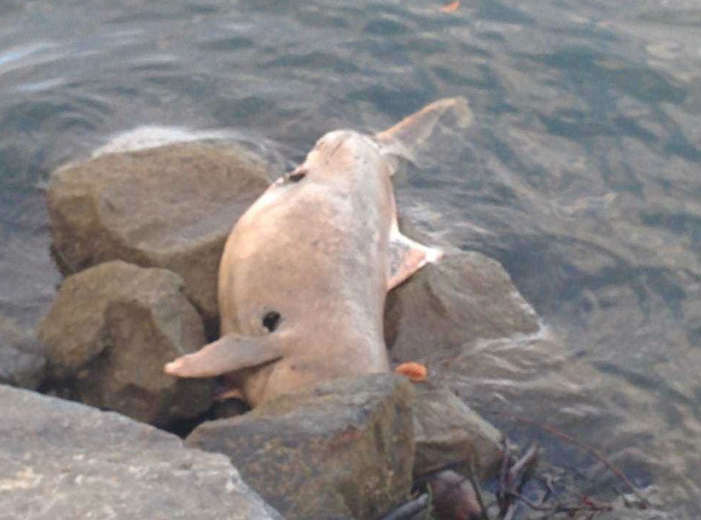 Boto é encontrado morto em praia de Ilhéus, sul da Bahia