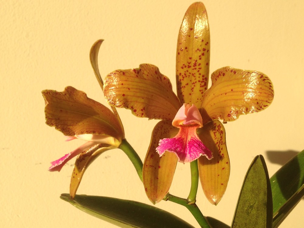 Lei transforma orquídea em flor símbolo do Rio Grande do Norte