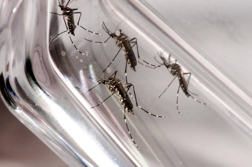 Sergipe registra 827 notificações de dengue este ano