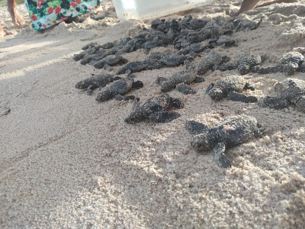 Mais de 60 tartarugas de espécie rara na PB nascem na praia de Ponta de Campina, em Cabedelo