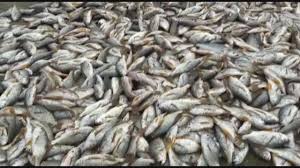Arrastão de toneladas de peixes surpreende pescadores em praia paradisíaca potiguar