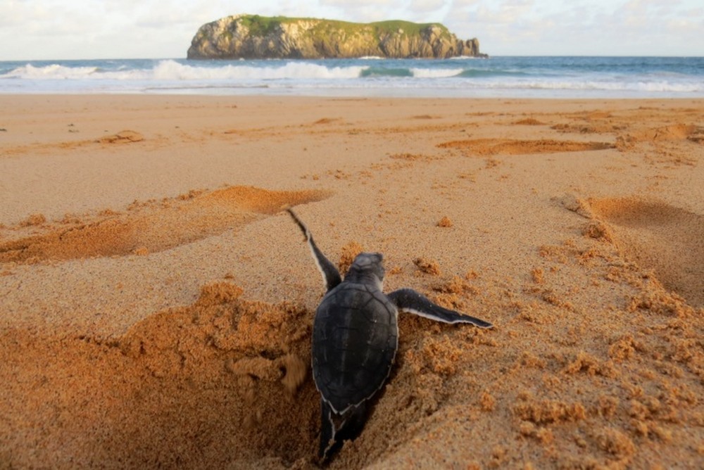 Semana do Meio Ambiente tem programação especial em Noronha