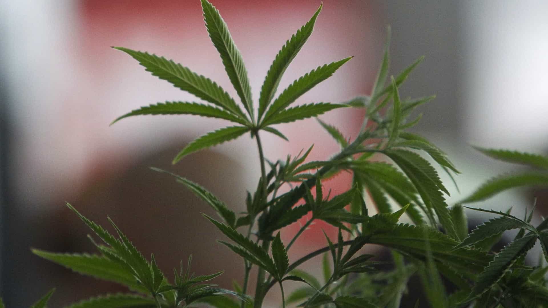 ‘A maconha não será remédio de acesso livre’, diz chefe da Anvisa