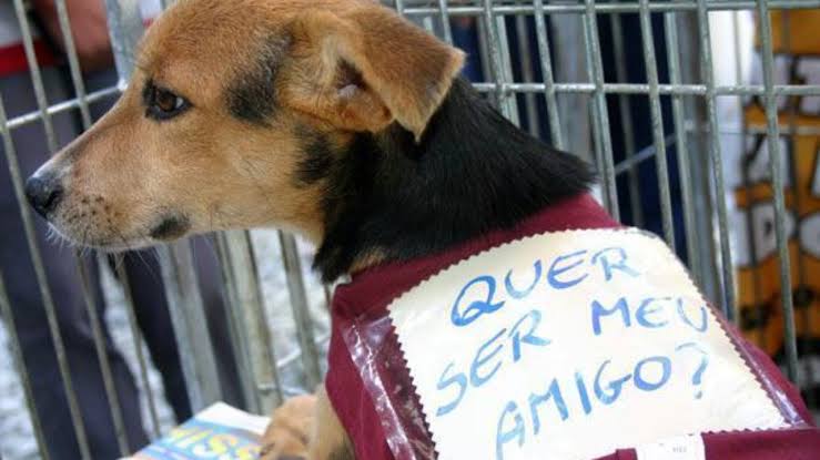 Projeto prevê 50% de desconto no IPTU de quem adotar cão em situação vulnerável em Juazeiro do Norte-CE