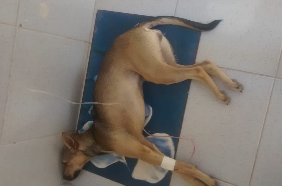 Jovem cria campanha para fazer cirurgia de cachorrinha atropelada em Crato-CE