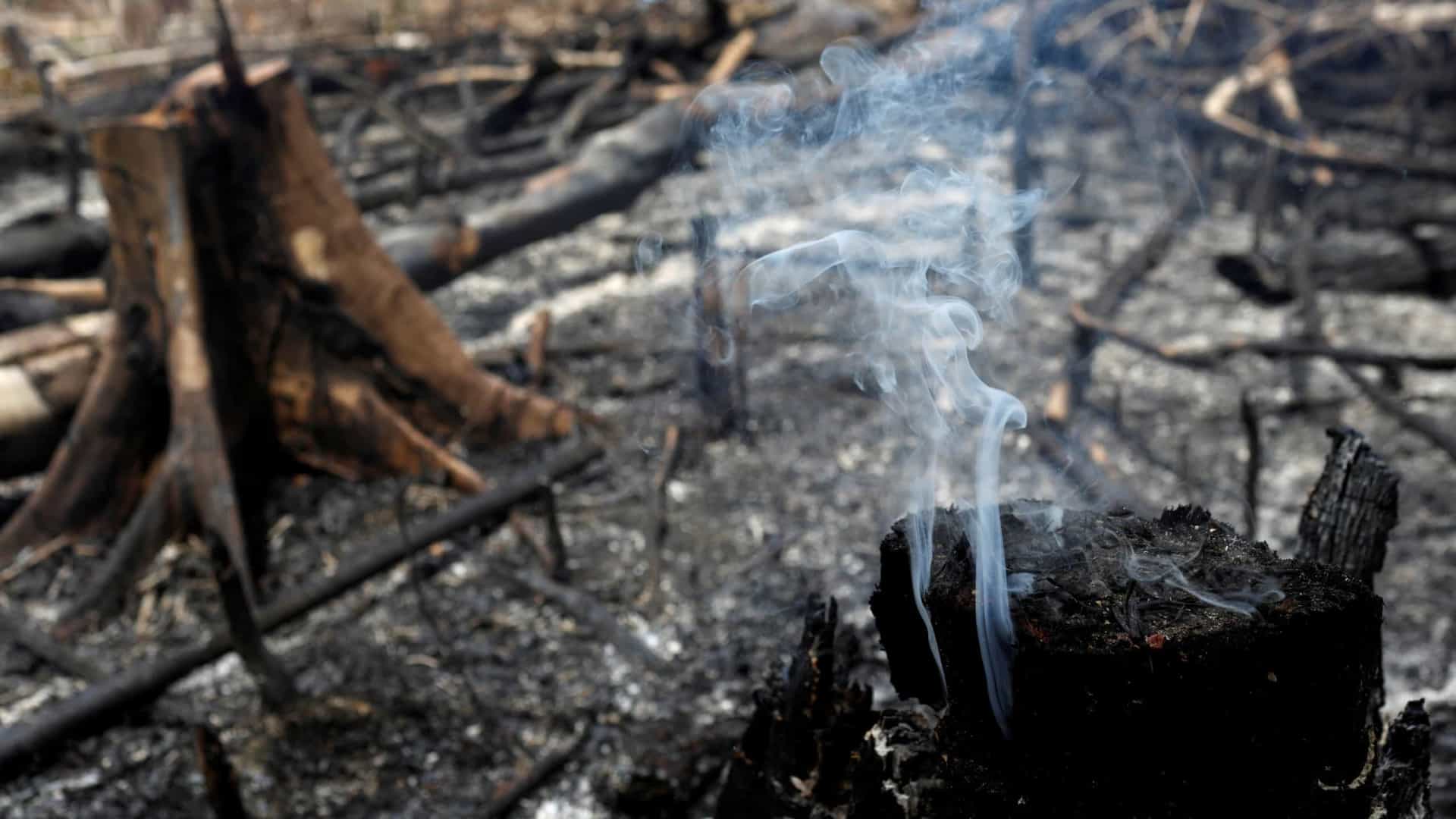 Manifestações em 19 estados marcam protesto contra queimadas